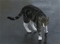 Emil katt 5.jpg