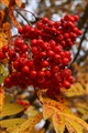 Månedens bilde november 2014. Bjerkvik 4. oktober 2008 025.jpg