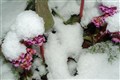Rapet 11 blomst i snø  16.05.06 038 - Kopi.jpg
