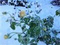 Roser i snø Stokke 20151120_140748 - Kopi.jpg
