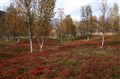 Trær-Rotsund 20.09.2007 011.jpg