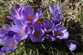 Vår-Krokus april 2008 002.jpg